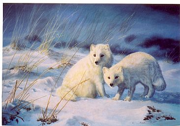 Children of the Snow - Arctic Foxes by Michelle Mara